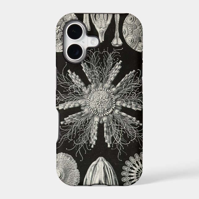 Vintage Haeckel (Back)