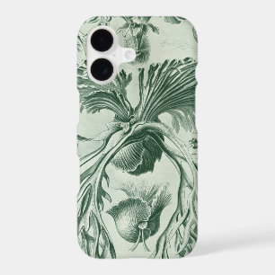 Vintage Haeckel