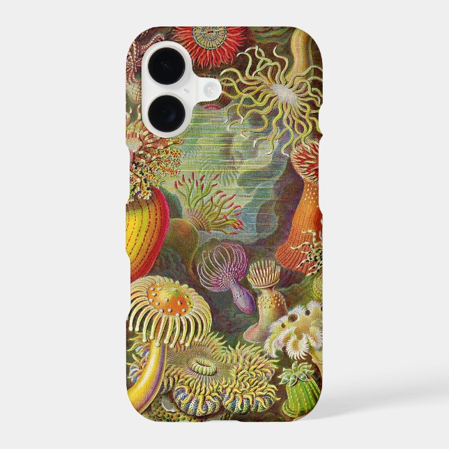 Vintage Haeckel Anemones (Back)