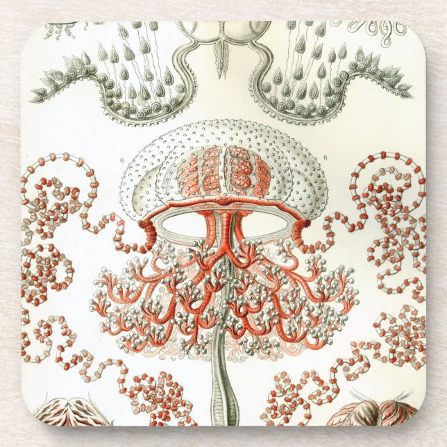 Vintage Haeckel Coaster (Front)
