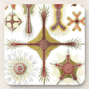 Vintage Haeckel Coaster