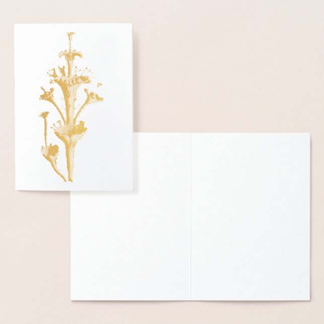 Vintage Haeckel Foil Card (Display)