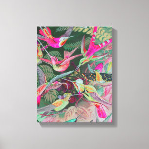 Vintage Haeckel Hummingbirds Wrapped Canvas