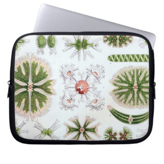 Vintage Haeckel Laptop Sleeve
