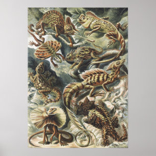 Vintage Haeckel Lizard Scientific Illustration Poster
