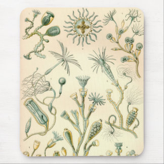 Vintage Haeckel Mouse Pad