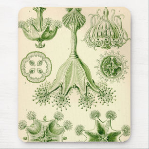 Vintage Haeckel Mouse Pad