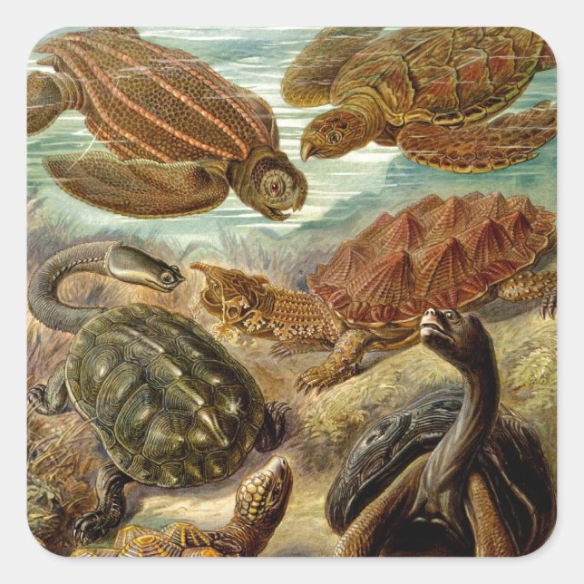 Vintage Haeckel Turtles Square Sticker (Front)