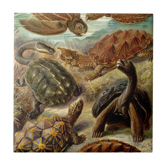 Vintage Haeckel Turtles Tile (Front)