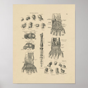 Vintage Hand Anatomy 1880 Print