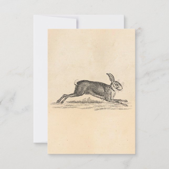 Vintage Hare Bunny Rabbit 1800s Illustration (Front)