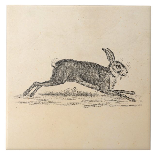 Vintage Hare Bunny Rabbit 1800s Illustration Tile (Front)