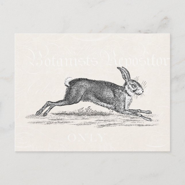 Vintage Hare Bunny Rabbit Illustration - Rabbits Postcard (Front)