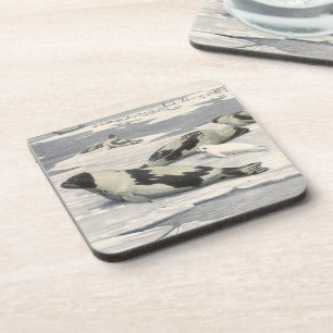 Vintage Harp Seals in Arctic Snow by Louis Fuertes Coaster