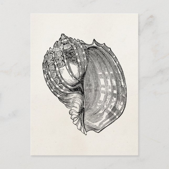 Vintage Harp Seashell Antique Shells Template Postcard (Front)