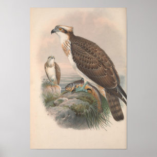 Vintage Hawk Fish Bird Poster