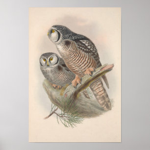 Vintage Hawk Owl Bird Poster