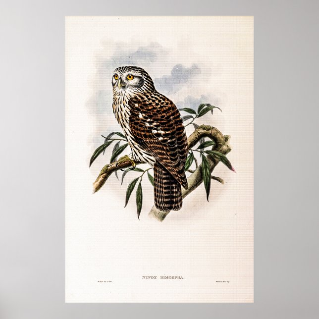 Vintage Hawk-Owl by John Gould Poster (Front)