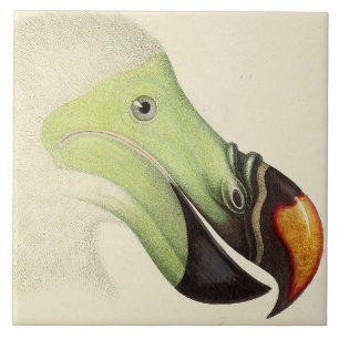Vintage Head of a Dodo Tile