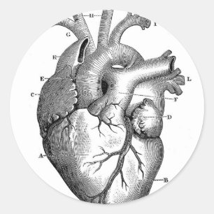 Vintage Heart Anatomy   Customisable Classic Round Sticker