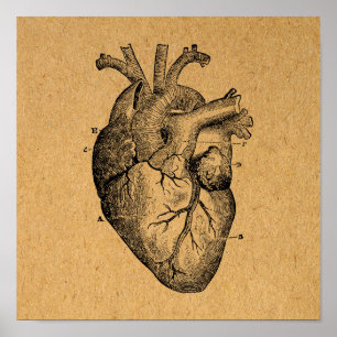 Vintage Heart Diagram Illustration Vintage Art Poster