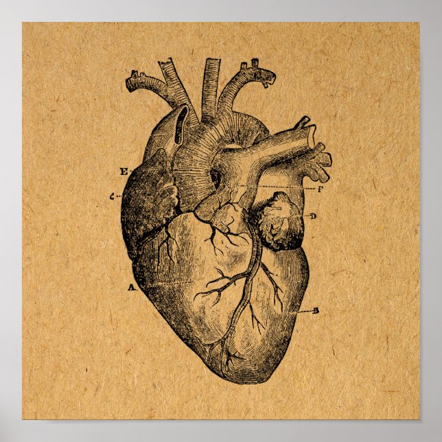 Vintage Heart Diagram Illustration Vintage Art Poster (Front)