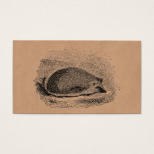 Vintage Hedgehog 1800s Hedgehogs Illustration