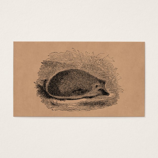 Vintage Hedgehog 1800s Hedgehogs Illustration (Front)