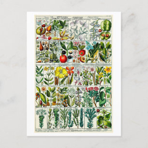 Vintage Heptandria Floral Botanical Chart Postcard