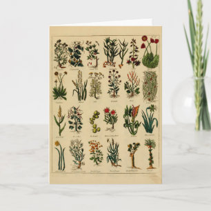 Vintage Herbal Greeting Card Series - 6