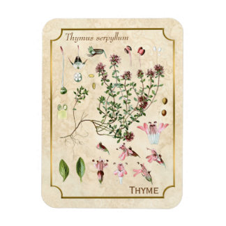 Vintage Herbal Illustrations Wild Thyme Botanical Magnet