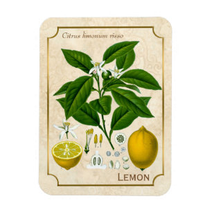 Vintage Herbal Plant Lemon Fruit Botanical Art Magnet