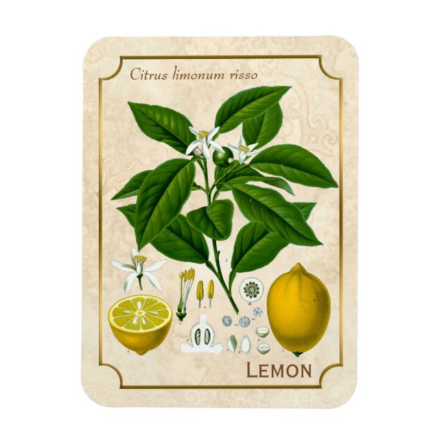 Vintage Herbal Plant Lemon Fruit Botanical Art Magnet (Vertical)
