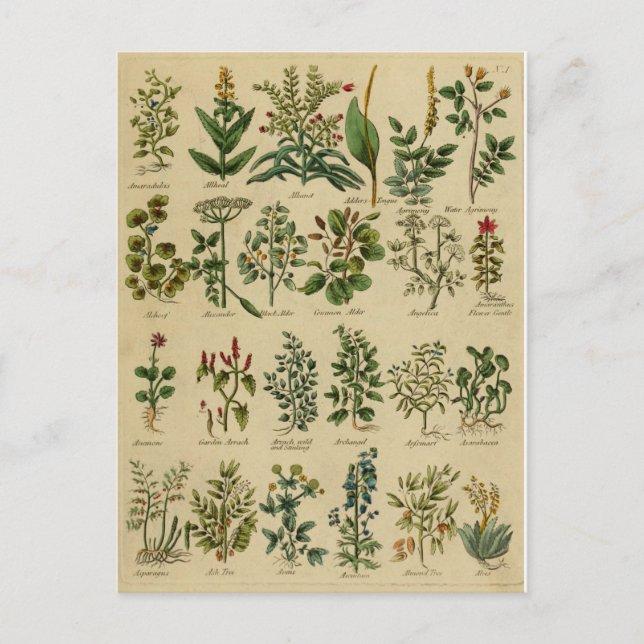 Vintage Herbal Postcard Series - 1 (Front)
