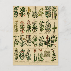 Vintage Herbal Postcard Series - 2
