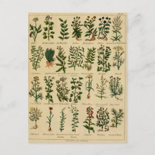 Vintage Herbal Postcard Series - 4