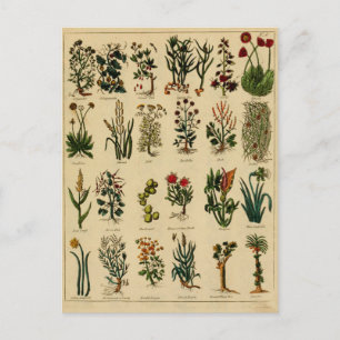 Vintage Herbal Postcard Series - 6
