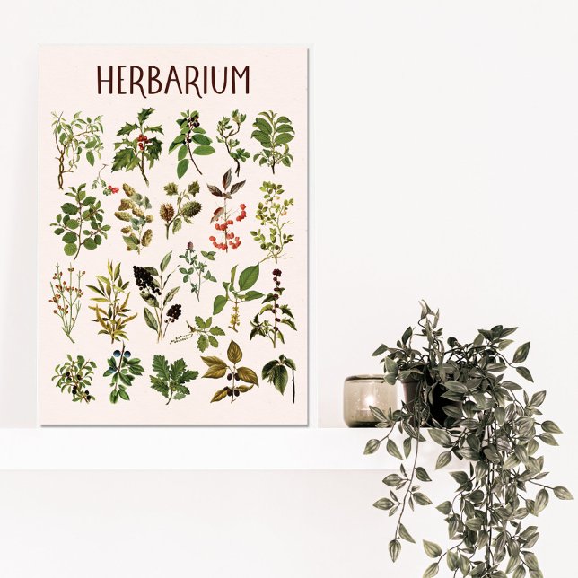 Vintage Herbarium Green Plant Chart Canvas Print (In situ)