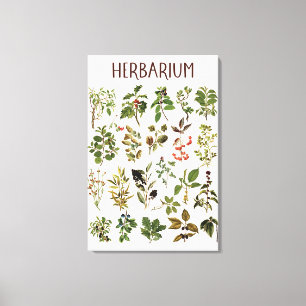 Vintage Herbarium Green Plant Chart Canvas Print