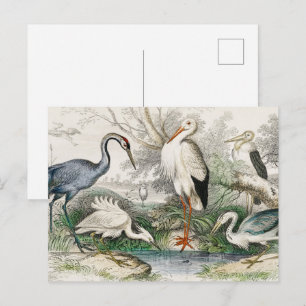 Vintage Heron Stork and Crane Nature Art Print Postcard