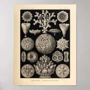Vintage Hexacoralla Colour Ernst Haeckel Print