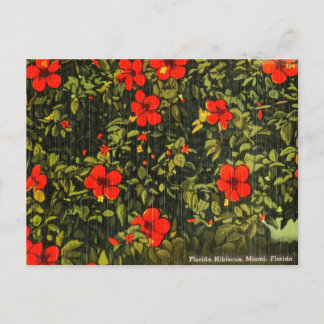 Vintage Hibiscus, Miami, Florida Travel Postcard