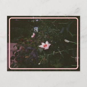 Vintage Hibiscus Postcard