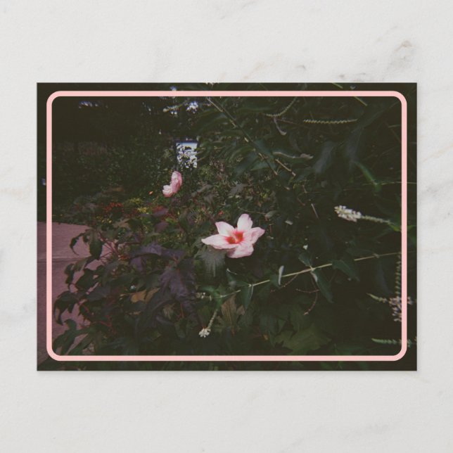 Vintage Hibiscus Postcard (Front)