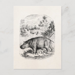 Vintage Hippopotamus / Hippo Nursing Baby Hippos Postcard