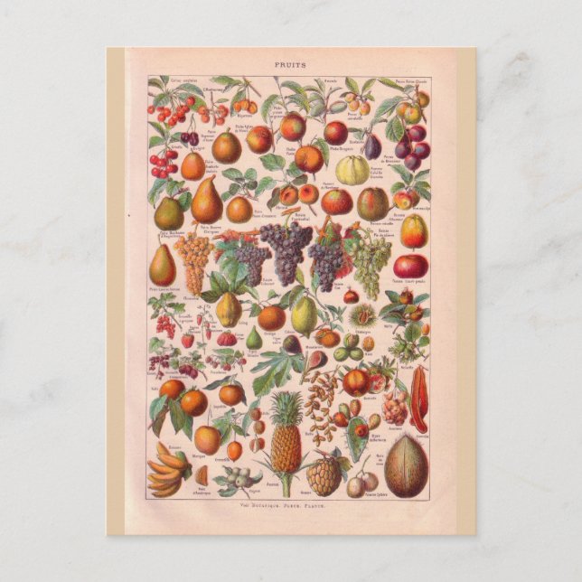 Vintage historic  fruit postcard (Front)