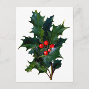 Vintage Holly Postcard
