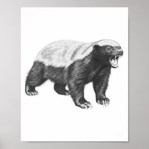 Vintage Honey Badger Drawing Realistic Wildlife An Poster