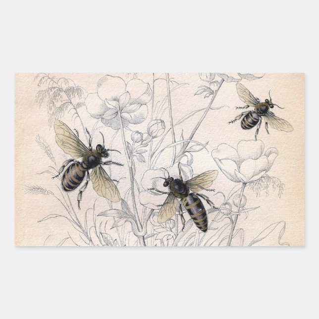 Vintage Honey Bee Art Print Rectangular Sticker (Front)