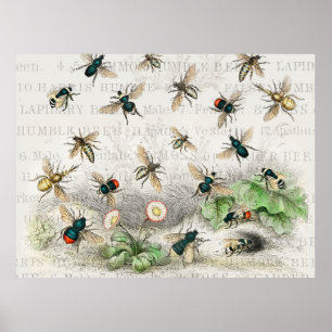 Vintage Honey Bee Queen Bee Entomology Botanical Poster